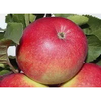 Яблоки Элиза