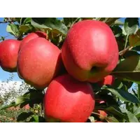 Яблоки Гала Маст