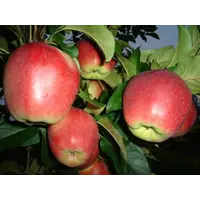 Яблоки Лигол