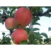 Яблоки Пинова