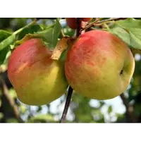 Яблоки Топаз