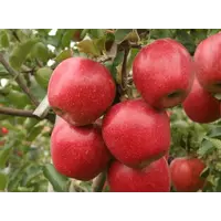 Яблоки Супра