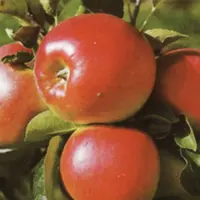 Яблоки Прима