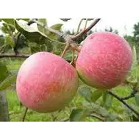 Яблоки Монтуан